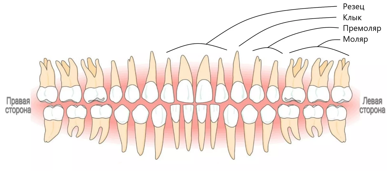 Нумерация и названия зубов в стоматологии – Территория Улыбки