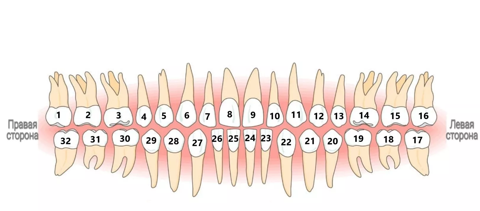 Пересчитаем зубы? Раскрываем профессиональный шифр стоматологов