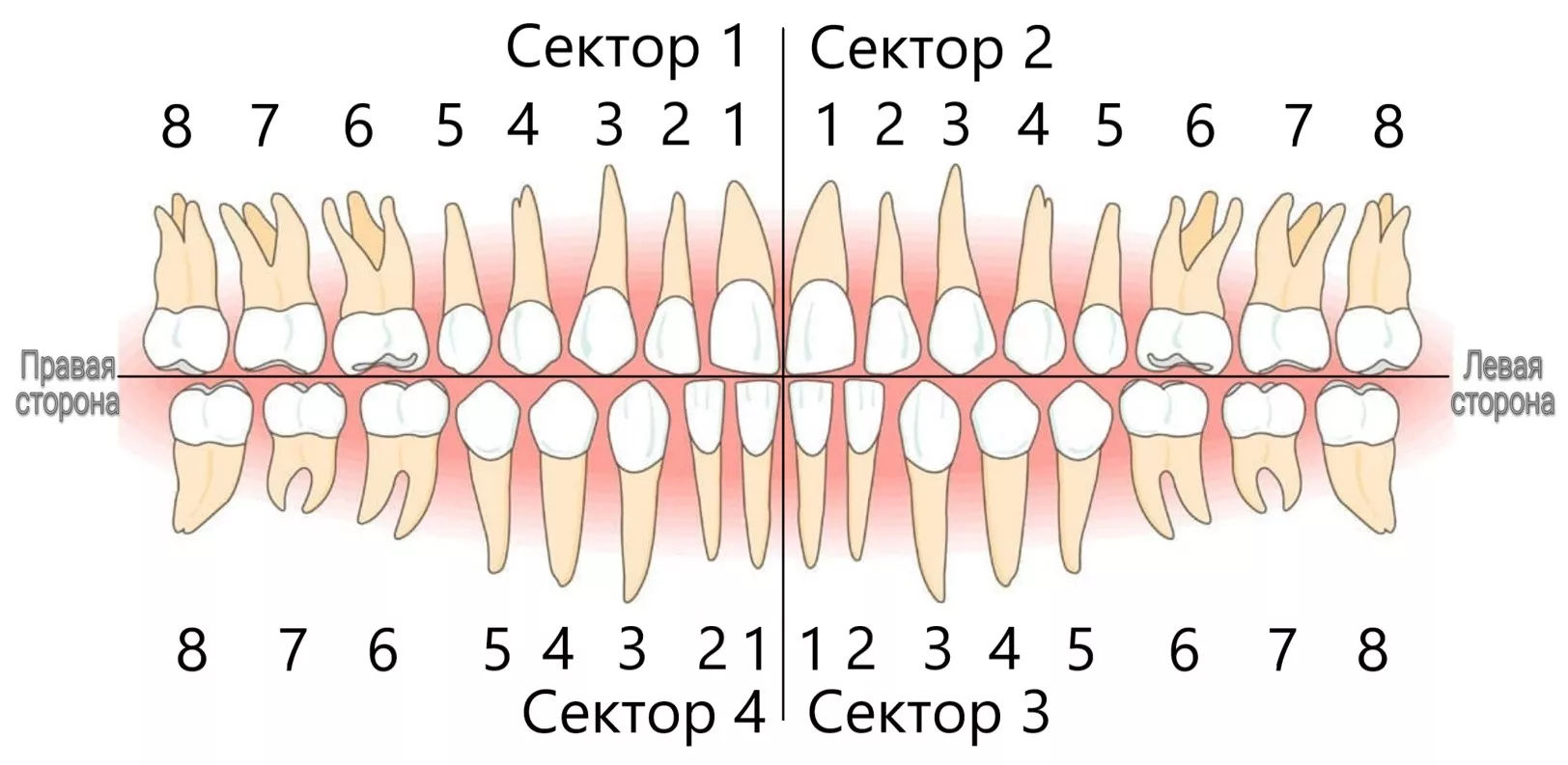 Нумерация зубов в стоматологии схема