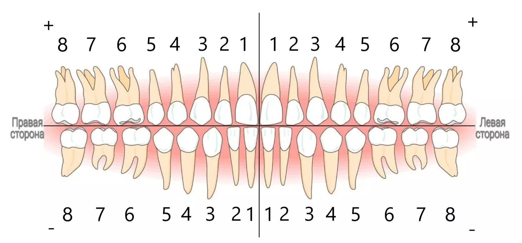 Зубы восьмерки это какие. Зубы человека нумерация зубов. Расположение зубов по номерам. Нумерация зубов в стоматологии схема. Номера зубов у человека в стоматологии.