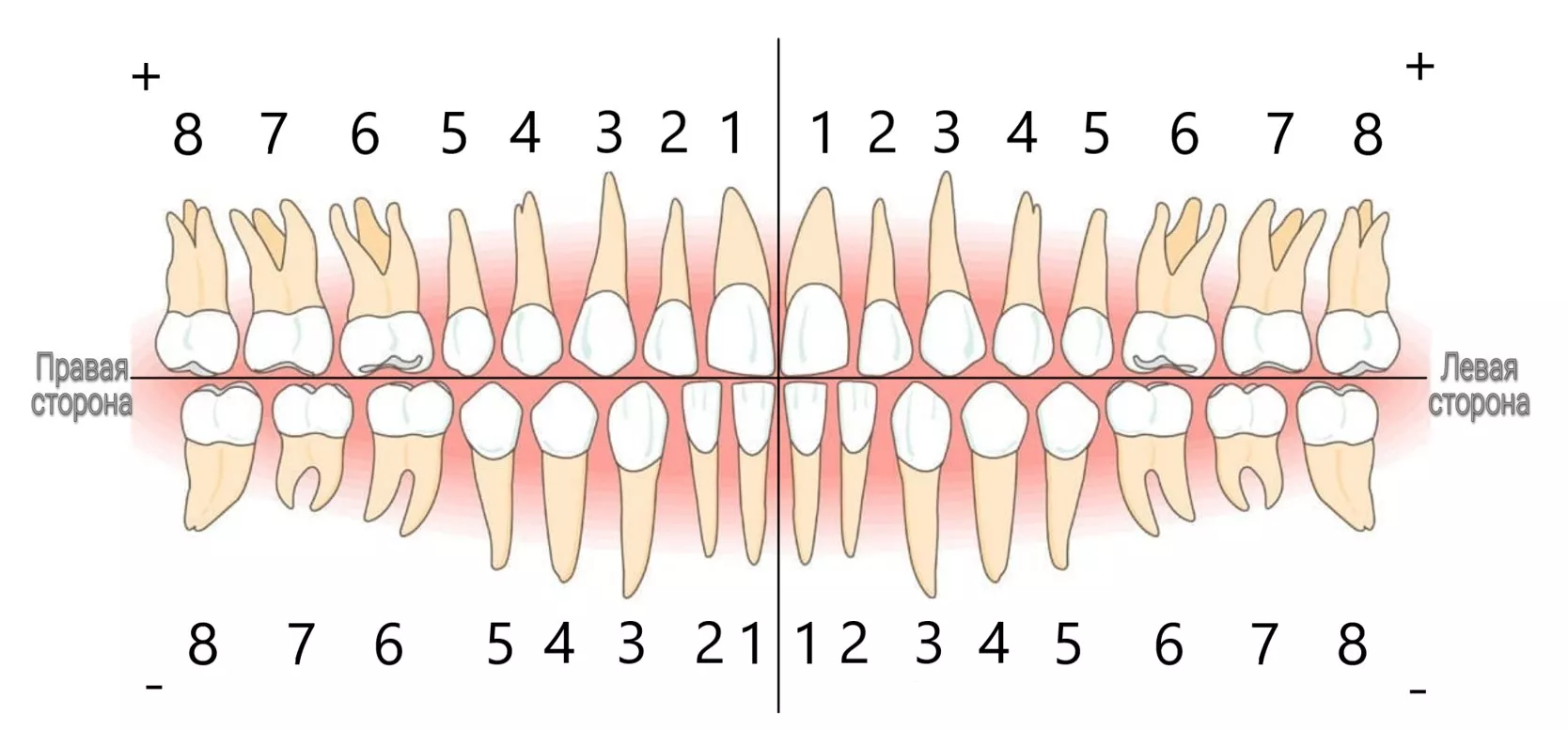 Зубная нумерация. Номера зубов. Расположение зубов по номерам. Нумерация зубов в стоматологии схема. Нумерация зубов у человека в стоматологии.